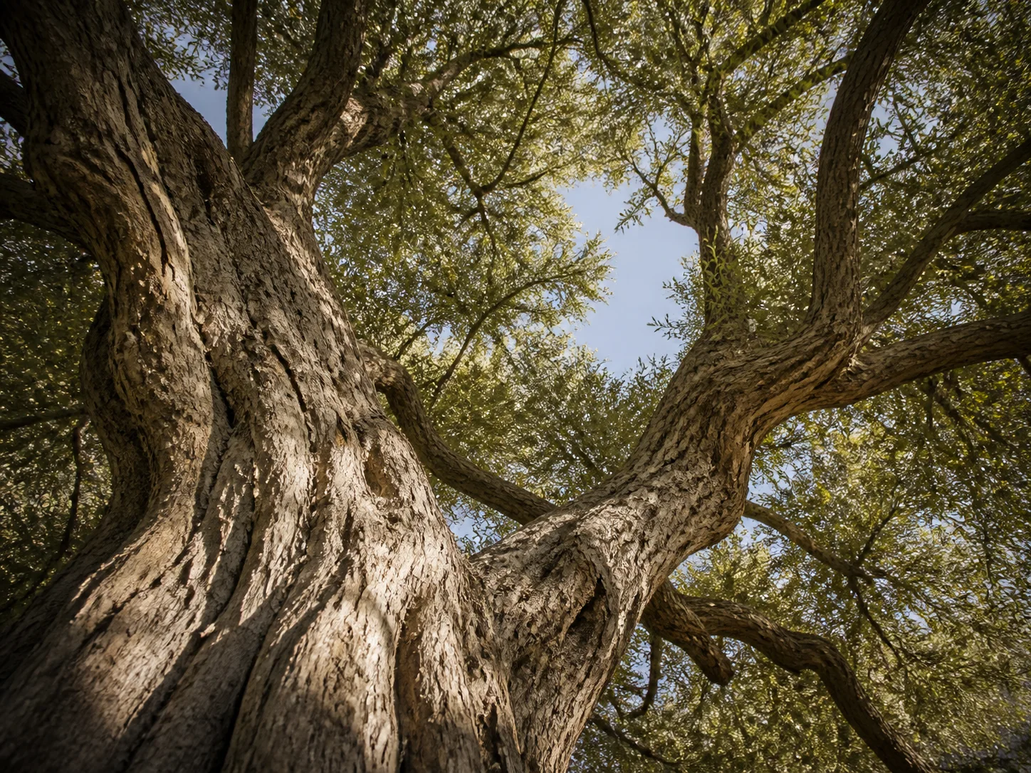 The intricate canopy and trunk of a mature desert ironwood tree
