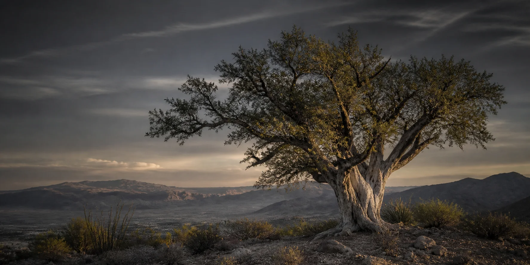 A mature desert ironwood tree rooted in a broad landscape